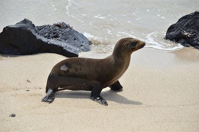 Otarie sur les îles Galapagos - Equateur