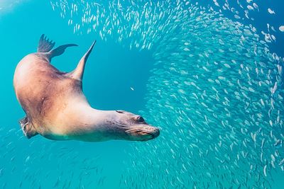 Lion de mer dans les Galapagos - Equateur