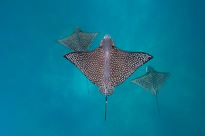 © Minden / hemis.fr - Raie léopard dans les Galapagos - Equateur Raie léopard dans les Galapagos - Equateur