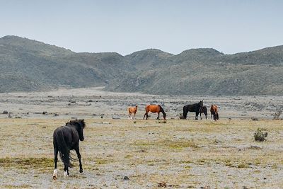 © Alexandre Rotenberg / Alamy / Hemis - Le parc national du Cotopaxi - Equateur Le parc national du Cotopaxi - Equateur