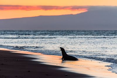 © Michael Nolan, robertharding / Alamy / Hemis - Lion de mer au soleil couchant Lion de mer au soleil couchant