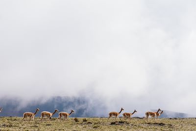 © Kike Arnaiz / Stocksy - Vigognes dans les montagnes en Equateur Vigognes dans les montagnes en Equateur