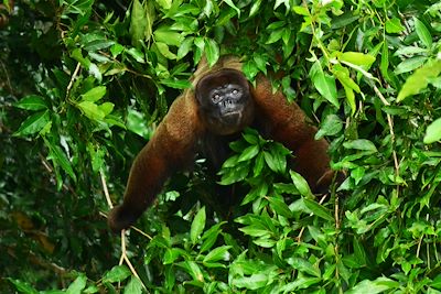 Singe - Misahuall - Equateur