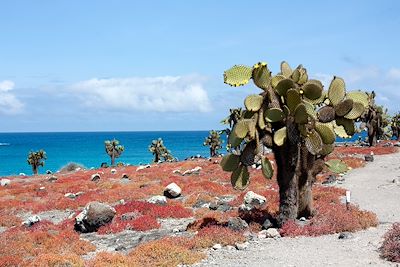 Ile Plaza Sud - Iles Galapagos - Equateur