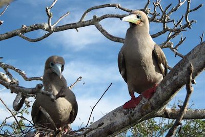 Fous à pieds rouges sur l'île Genovesa - Galapagos