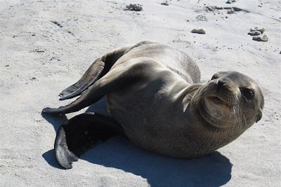Otarie sur l'île Santiago - Galapagos