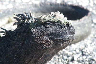 Iguane sur l'île Fernandina - Galapagos