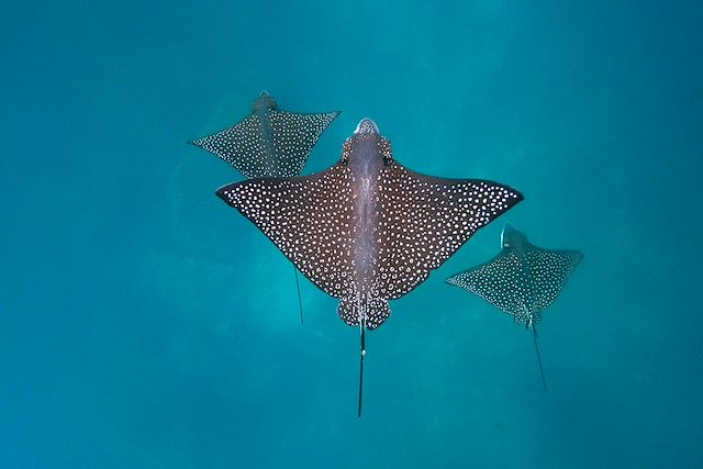 Voyage Au coeur des Galapagos