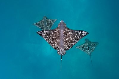Raie léopard dans les Galapagos - Equateur