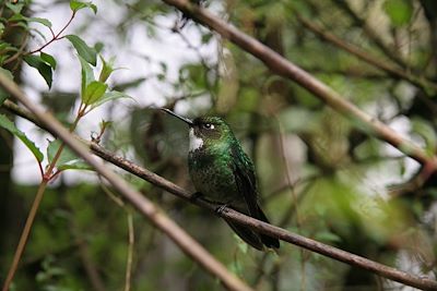 Caolibri anaïs - Equateur