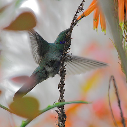 Observation animalière Equateur