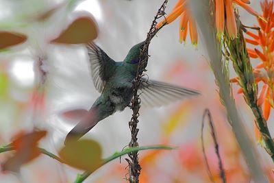 Colibiri - Equateur