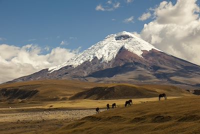 Cotopaxi (5897m) et Chimborazo (6268m)