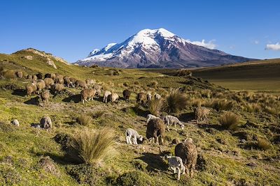 Volcan Chimborazo - Équateur