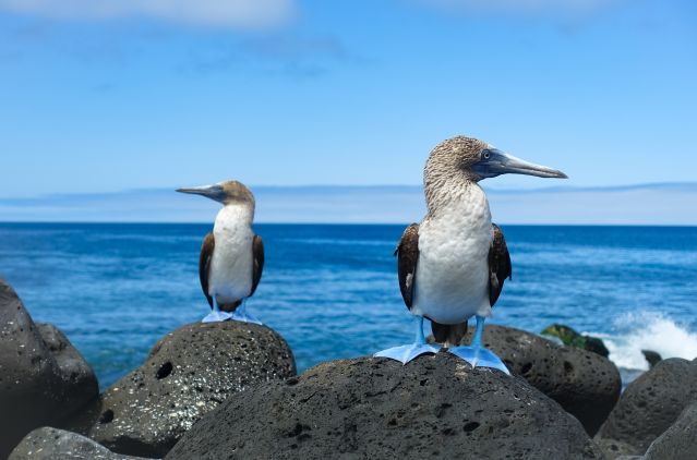 Fou à pieds bleus - Galapagos - Equateur