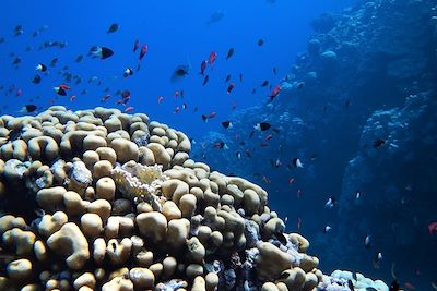 Snorkeling - Mer rouge - Egypte