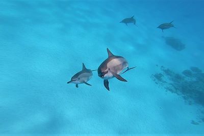 Voyage Snorkeling et dauphins de la mer Rouge 2
