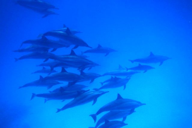 Image Mer Rouge, dauphins et récifs coralliens