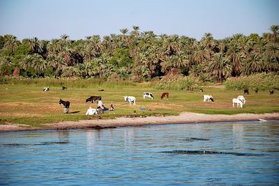 © Marion Rimbaud - Berges du Nil - Kom Ombo - Egypte Berges du Nil - Kom Ombo - Egypte