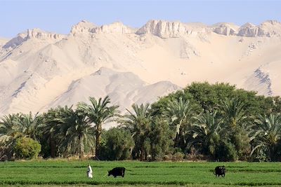 © O. T. Egypte/Bertrand Rieger/hemis.fr - Oasis - désert libyque - Egypte Oasis - désert libyque - Egypte