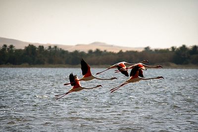© Epoca Libera Images / Getty Images - Flamants roses - Lac de Siwa - Egypte Flamants roses - Lac de Siwa - Egypte