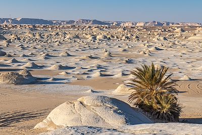 Désert blanc - Al Farafra - Egypte