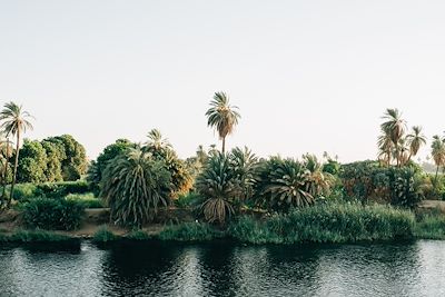 Végétation des bords du Nil - Egypte