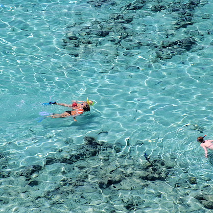 Snorkeling et dauphins de la mer Rouge