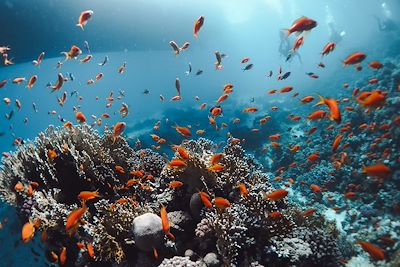 Mer rouge - Egypte