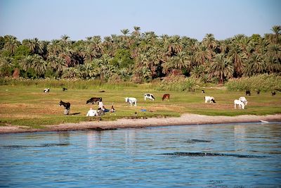 Berges du Nil - Kom Ombo - Egypte