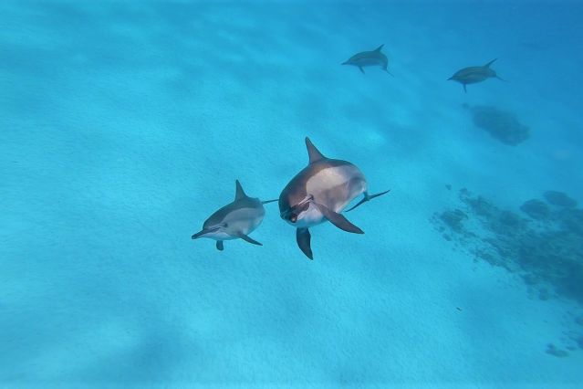 Image Snorkeling et dauphins de la mer Rouge