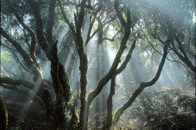 © Promotur Turismo Canarias - Parc Naturel de Garajonay - Canaries - Espagne Parc Naturel de Garajonay - Canaries - Espagne