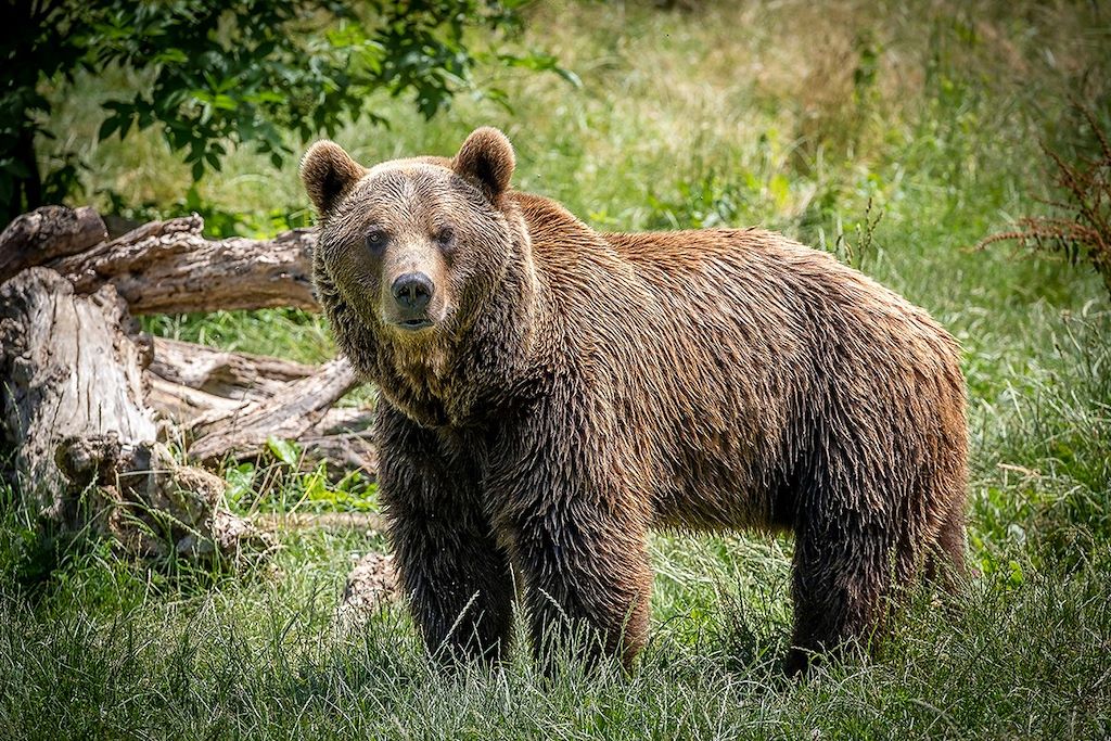 Voyage Sur les traces de l'ours brun des Asturies 1