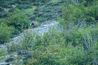 Voyage A l'affût de l'ours brun et du loup ibérique 2