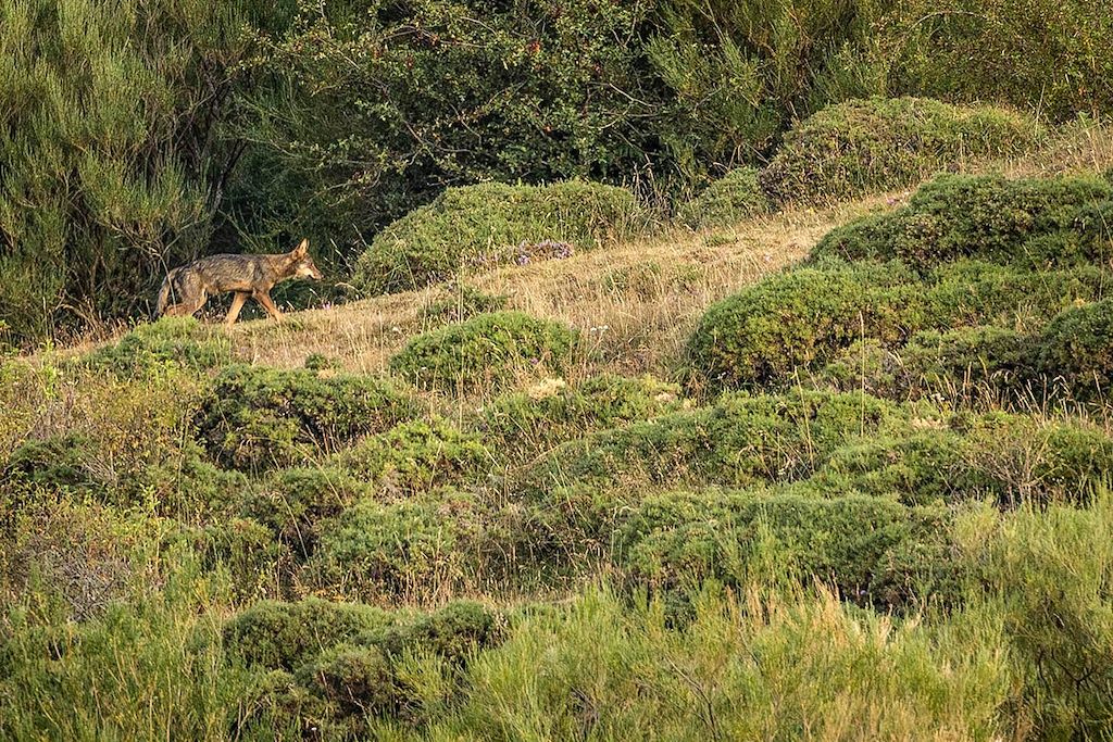 Voyage A l'affût de l'ours brun et du loup ibérique 1