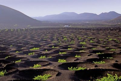 Vignes creusées dans le lapili - Lanzarote - Espagne - Europe