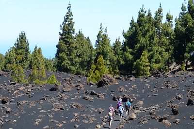 © Marianne Furlani - Vers les volcans Garachico et Chinyero entre forêt de pins canariens, volcans et cendres volcaniques - Tenerife - Canaries - Espagne Vers les volcans Garachico et Chinyero entre forêt de pins canariens, volcans et cendres volcaniques - Tenerife - Canaries - Espagne