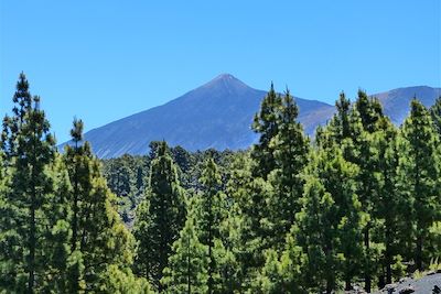 © Marianne Furlani - Vers les volcans Garachico et Chinyero entre forêt de pins canariens, volcans et cendres volcaniques - Tenerife - Canaries - Espagne Vers les volcans Garachico et Chinyero entre forêt de pins canariens, volcans et cendres volcaniques - Tenerife - Canaries - Espagne