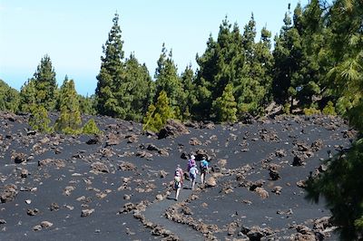 Vers les volcans Garachico et Chinyero entre forêt de pins canariens, volcans et cendres volcaniques - Tenerife - Canaries - Espagne
