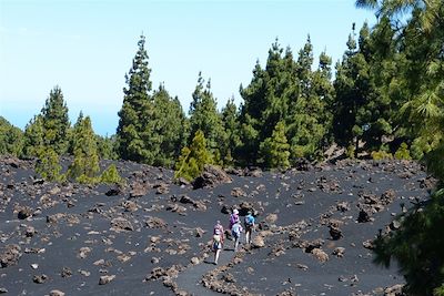 © Marianne Furlani - Vers les volcans Garachico et Chinyero entre forêt de pins canariens, volcans et cendres volcaniques - Tenerife - Canaries - Espagne Vers les volcans Garachico et Chinyero entre forêt de pins canariens, volcans et cendres volcaniques - Tenerife - Canaries - Espagne