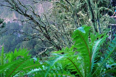 © Gabriel Lorenzo - Laurisylva - La Gomera - Canaries - Espagne Laurisylva - La Gomera - Canaries - Espagne