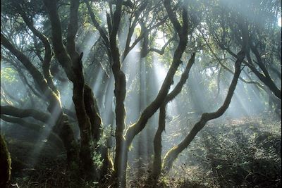 © Promotur Turismo Canarias - Parc Naturel de Garajonay - Canaries - Espagne Parc Naturel de Garajonay - Canaries - Espagne