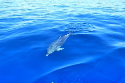 Sortie d'observation des petites baleines globicéphales et autres dauphins - Tenerife - Canaries - Espagne