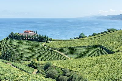 Vignobles de Txakoli - Cantabrie -  Espagne