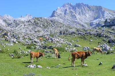 Vaches - Alpages de Bulnes - Picos de Europa - Pyrénées - Espagne
