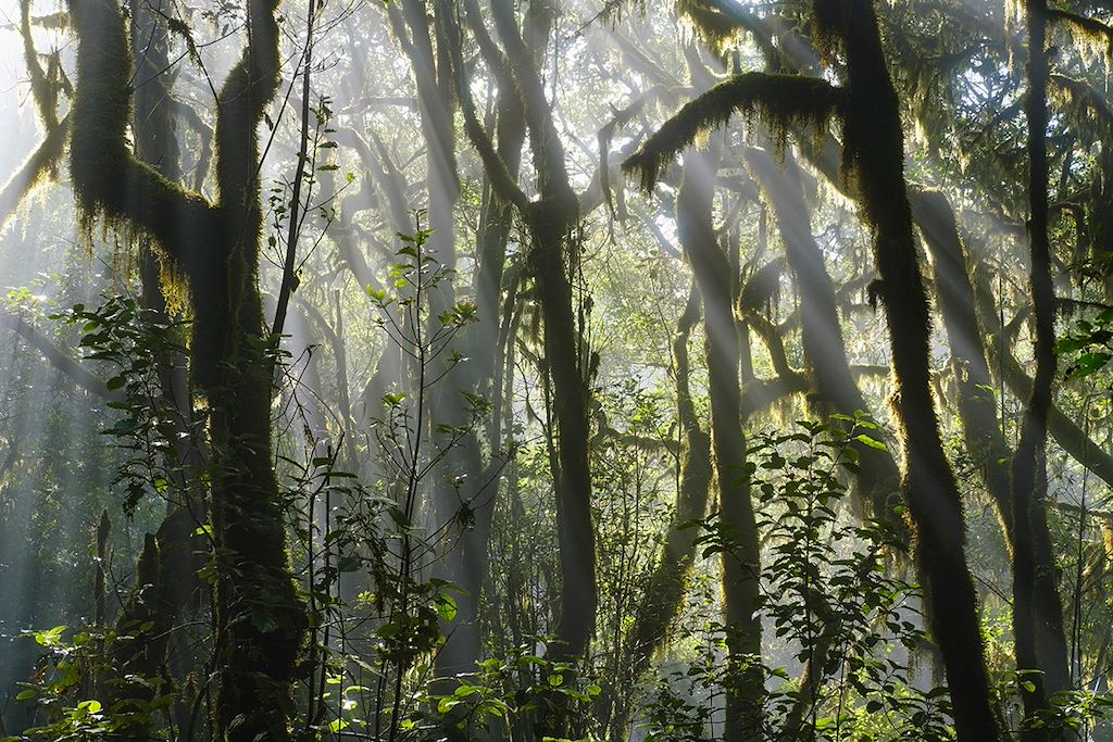Image Randonnée La Gomera – Randonnée Canaries – Garajonay