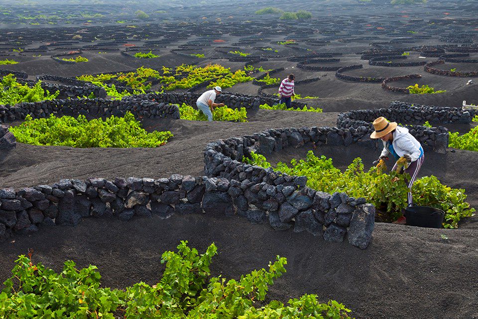 Image Randonnée Lanzarote – Voyage Canaries - de Timanfaya aux vignobles de La Geria