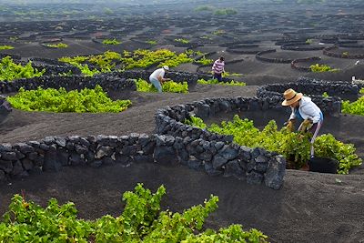 © JUAN CARLOS MUNOZ / AdobeStock - Viticulteurs dans les vigne de Lanzarote Viticulteurs dans les vigne de Lanzarote