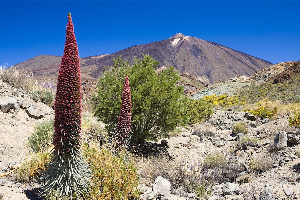 Image ascension Pico Viejo, trekking parc national du teide