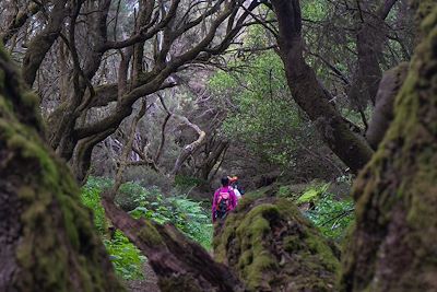 Forêt de Laurisilva - El Hierro - Canaries - Espagne